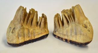Pair of Elephant Teeth previously used as book ends, measures 15 x 12cm approx.