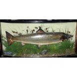 CASED FISH: Preserved salmon mounted by Williams of Dublin in glazed bow front case, 42"x20"x7",