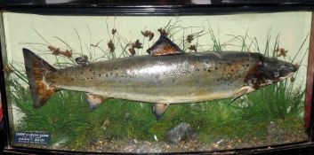 CASED FISH: Preserved salmon mounted by Williams of Dublin in glazed bow front case, 42"x20"x7",