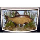 CASED FISH: An early and fine preserved Bream by J Cooper Radnor St London in bow front gilt lined