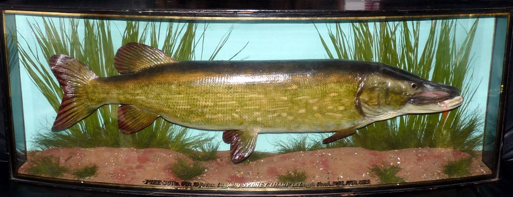 CASED PIKE; Fine Irish 30lb preserved pike by Cooper in glazed gilt lined, gilt written bow front