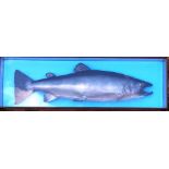 CASED FISH: Large modern fibreglass cast salmon mounted against blue back board in glazed picture