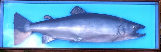 CASED FISH: Large modern fibreglass cast salmon mounted against blue back board in glazed picture