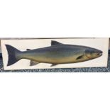 CARVED FISH: Fine Fochaber style carved wood half block fish, hand painted in great detail, the fish