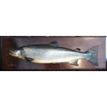 CARVED FISH: Fine carved wood Fochaber school half block salmon, 45" x 12", naturalistically painted