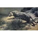 Fine Herbert Dixon Signed Tiger Print - signed in pencil to the mount, with HD 1919 to the bottom