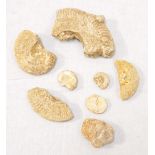 COLLECTION OF FOSSILS