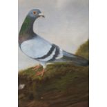 A EUROPEAN SCHOOL CIRCA 1900 Pigeon on a grassy hilltop Signed lower left indistinctly Oil on