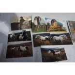 Photographs of Simon's horses and caravans