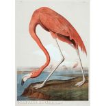 John James Audubon (American, 1785-1851), "Flamingo", chromolithograph, from The Birds of America,
