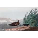 John James Audubon (American, 1785-1851), "Least Water Hen", Plate CCCXLIX, hand-colored engraving