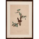 John James Audubon (American, 1785-1851), "Bewick's Long Tailed Wren", No. 4, Plate 18, hand-colored