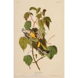 John James Audubon (American, 1785-1851), "Hemlock Warbler", Plate CXXXIV, hand-colored engraving