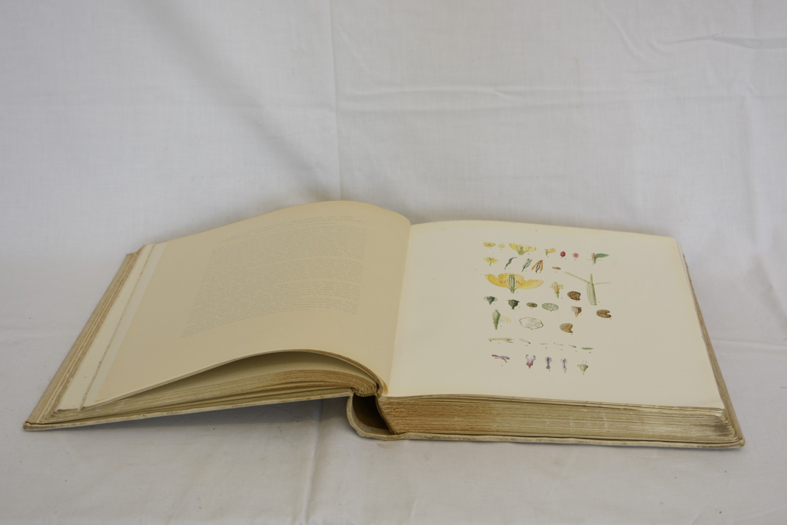 British Flowering Plants Volumes I - IV by Mrs Henry Perrin. Illustrated by three hundred full