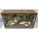 Two taxidermy ducks, housed in a glass fronted wooden display case. Case measures 97cm wide.