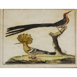 Martinet (by and after) - a set of four ornithological coloured engravings, plate 11, 29, 21 and 43,