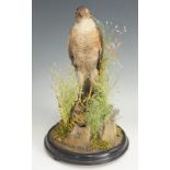 Taxidermy - a falcon in naturalistic setting beneath a glass dome seated on an ebonised circular