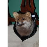 A mounted Fox Head