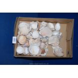 Miscellaneous sea Shells