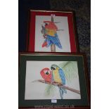 Two Parrot drawings