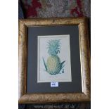 A framed Print of a Pineapple