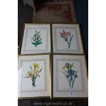 Four Botanical Prints to include Iris, Narcissus, etc.