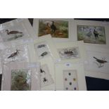 A quantity of mounted prints of birds and insects