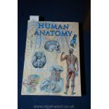 An illustrated human anatomy book