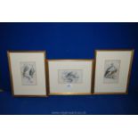 Three coloured Lizard Etchings in glazed wooden frames including Plate 1 Neophron;