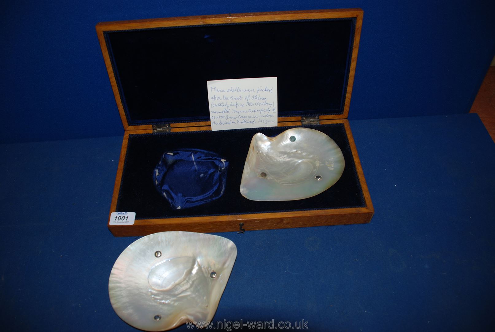 A pair of Shells which were picked up on the coast of China,