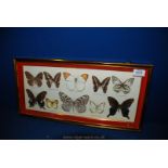 A glass framed mount of Butterflies