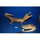 A small Taxidermy Crocodile,