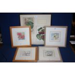 Four framed and mounted Botanical Prints by J.M.