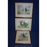 Three Poultry Prints including 'Malays',