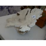 A large piece of Coral