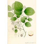 Biologie - Botanik - - Nees von Esenbeck, Theodor Friedrich Ludwig. Plantae officinales oder