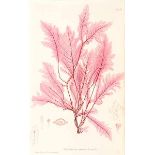 Biologie - Botanik - - Johnstone, W. und A. Croall. The nature-printed British sea-weeds: A history,