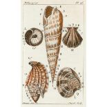 Biologie - Zoologie - - Bosc d'Antic, L. A. G. Histoire naturelle des coquilles, contenant leur