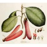 Asien - Indonesien - - Blume, Karl Ludwig. Flora Javae nec non insularum adjacentium ... adjutore