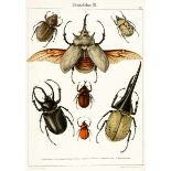 Biologie - Zoologie - - Heyne, Alexander. Die exotischen Käfer in Wort und Bild. Mit 40