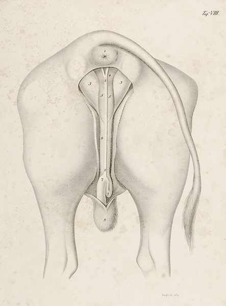 Medizin - Veterinärmedizin - - Gurlt, E.F und H.C. Hertwig. Chirurgische Anatomie und