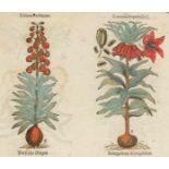 Biologie - Botanik - - Tabernaemontanus, Jakob Theodor. (Eicones plantarum seu stirpium, arborum