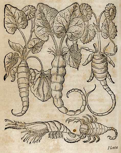 Medizin - Physiognomie - - Porta, Giovanni Baptista della. Phytognomonica. Octo libris contenta;
