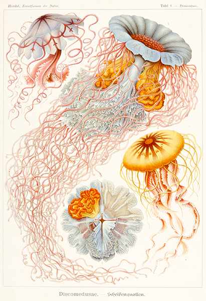 Biologie - Zoologie - - Haeckel, Ernst. Kunstformen der Natur. Lieferung 1-3 (von 6). Mit 29 (von