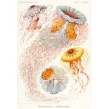 Biologie - Zoologie - - Haeckel, Ernst. Kunstformen der Natur. Lieferung 1-3 (von 6). Mit 29 (von