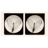 Stereophotographie - - Schmehlik, Romanus. Naturwissenschaftliche Stereogramme. Aufgenommen von