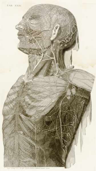 Medizin - Anatomie - - Mascagni, Paolo. Vasorum lymphaticorum corporis humani historia et