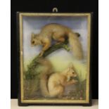 SQUIRRELS - a taxidermy study of a pair