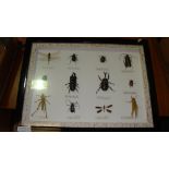 Case of insects (CITES approved)