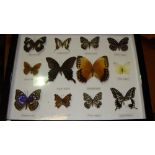 Case of butterflies (CITES approved)